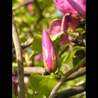 Magnolia cv inconnu (fam Magnoliacees) (3)
